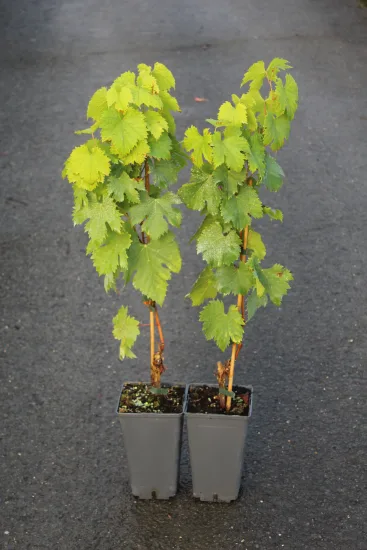 Vigne 'Amandin' — Pot 2L