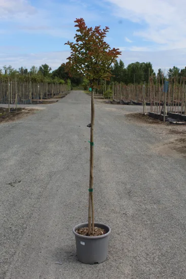 Lilas des indes 'Pecharmant' — Pot 15L 1/2 tige