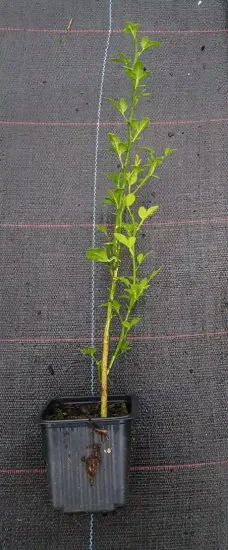 Orange trifoliée 'Rubidoux' (Poncirus trifoliata) — jeune plant vert épineux en godet plastique