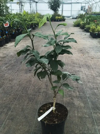 Bergamotier — Pot 5L Touffe