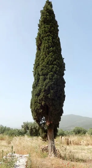 Cyprès de lawson 'Columnaris'