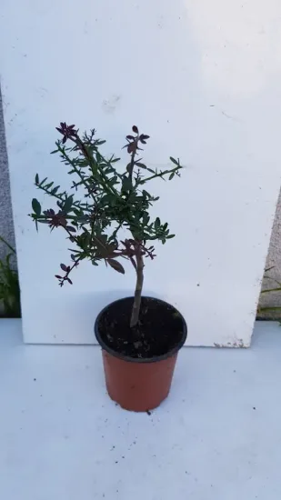 Citronnier caviar 'Rose'