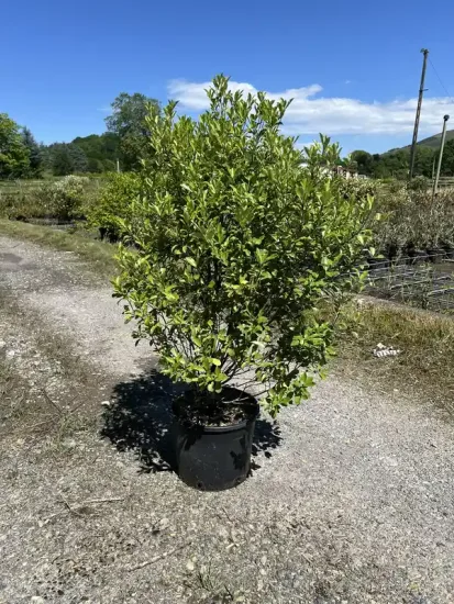 Pittospore — Pot 10L