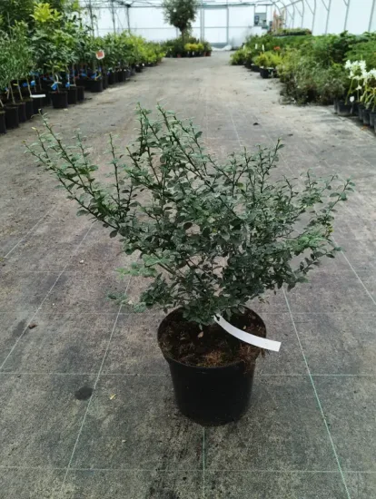 Citronnier caviar 'Rose' — Pot 5L Touffe