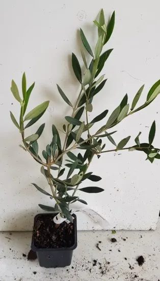Olivier d'europe 'Picholine' (Olea europaea) — jeune arbuste au feuillage allongé en pot · Godet