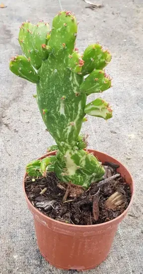Figuier de barbarie 'Variegata' (Opuntia monacantha) — cactus panaché dressé dans un petit pot · Godet