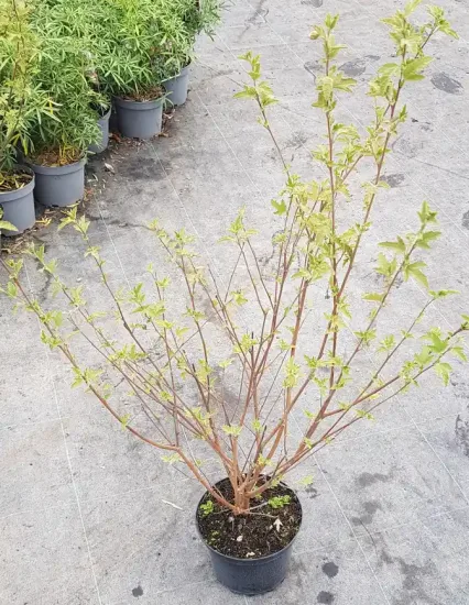 Mauve du cap (Anisodonthea malvastroides) — jeune arbuste ramifié au feuillage vert en pépinière · Pot 3L Touffe