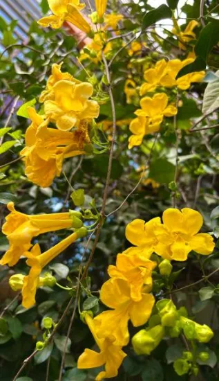 Bignone 'Gold trumpet creeper'