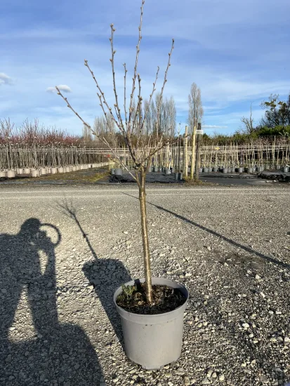 Cerisier 'Moreau' — Pot 10L Gobelet