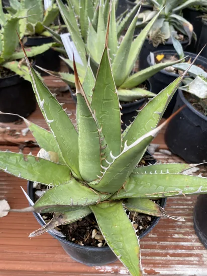 Agave purpusorum — Pot 2L