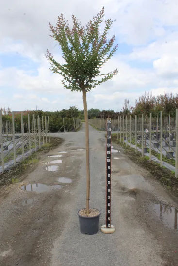 Lilas des indes 'Grand cru' — Pot 15L Tige 14/16