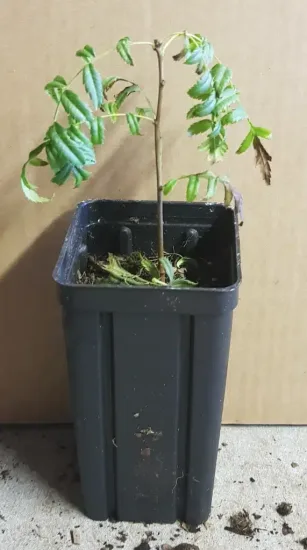Xanthoceras (Xanthoceras sorbifolia) — jeune plant à fines feuilles en pot plastique · Godet