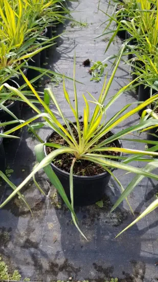 Yucca 'Golden sword' (Yucca flaccida) — jeune plant graphique à longues feuilles panachées · Pot 3L