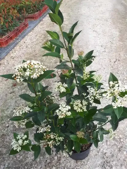 Laurier tin (Viburnum tinus) — arbuste en pot avec bouquets de fleurs blanches · Pot 3L Touffe