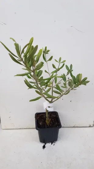 Olivier d'europe 'Broutignan' (Olea europaea) — jeune plant ramifié en petit pot plastique · Godet