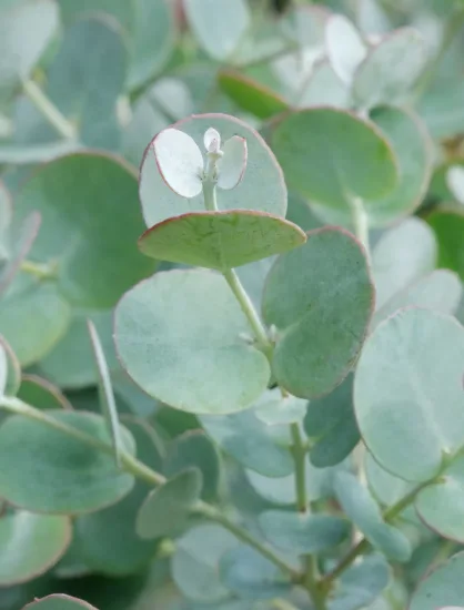 Eucalyptus à feuilles rondes 'Azura'