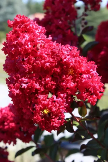 Lilas des indes 'Dynamite'