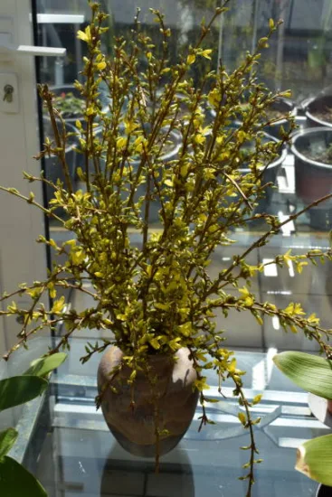 Forsythia 'Week end'