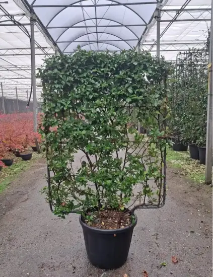 Jasmin étoilé (Trachelospermum jasminoides) — plante grimpante palissée sur treillis métallique en pot · Pot 65L