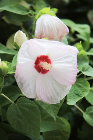 Hibiscus des marais 'Joli coeur'