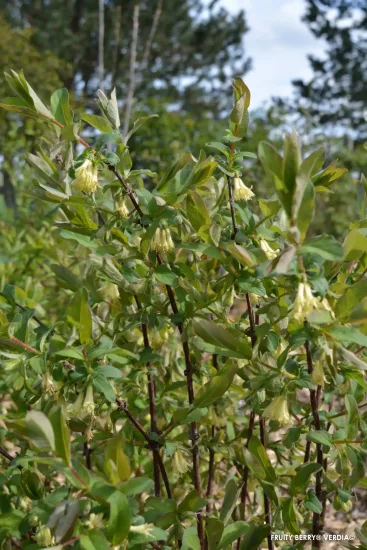 Chèvrefeuille bleu 'Fruity berry'