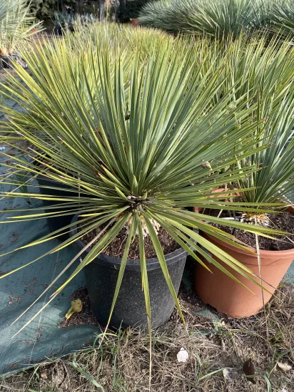 Yucca Rostrata — Pot 10L