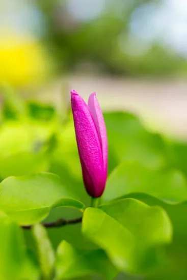 Magnolia 'Susan'
