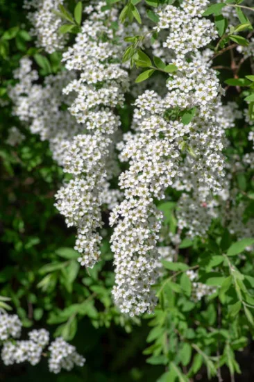 Spirée grefsheim 'Grefsheim'