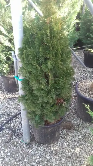 Thuya émeraude 'Emeraude' (Thuja occidentalis) — conifère dense en pot sur gravier de pépinière · Pot 20L