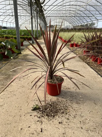 Cordyline 'Coral' — Pot 4L