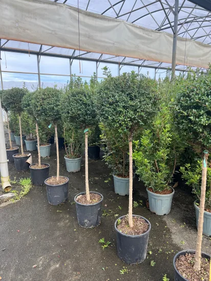 Troène du yunnan 'Ionandrum' — Pot 18L 1/2 tige