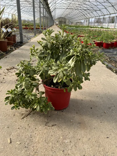 Pittosporum de chine 'Neige du ventoux' (Pittosporum tobira) — Pot 4L