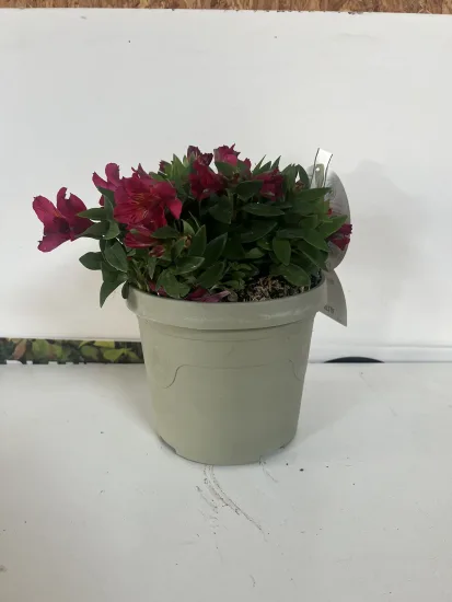 Alstrœmères 'Cherry' — Pot 3,5L