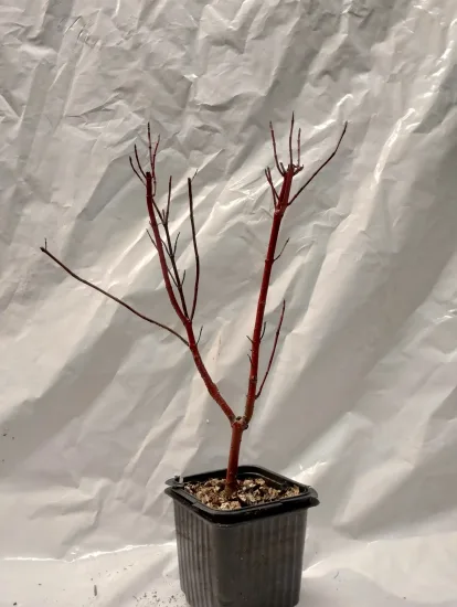 Cornouiller sanguin — Godet 9cm