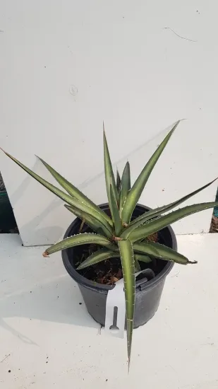 Agave du chihuahua (Agave lechuguilla) — plante succulente épineuse en rosette dans pot plastique · Pot 2.5L