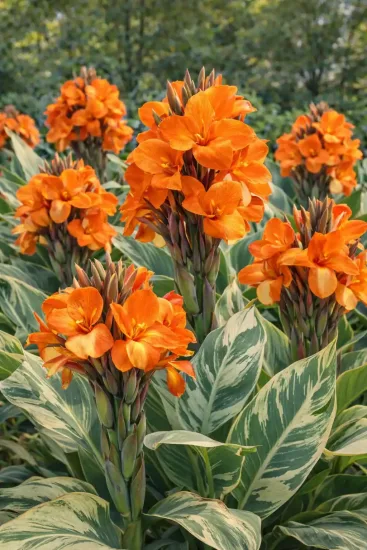 Canna panaché 'Stuttgart'