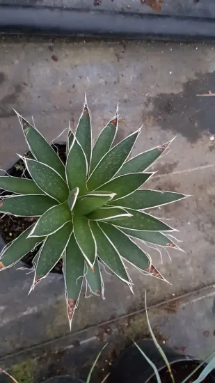 Agave filifera — rosette de feuilles épaisses bordées de filaments blancs · Pot 2.5L