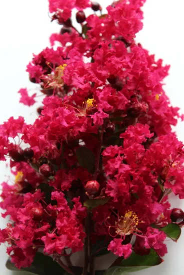 Lilas des indes 'Red imperator'
