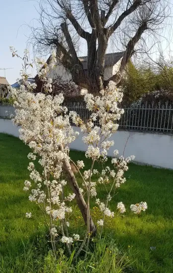 Amélanchier du Canada (Amelanchier canadensis) — arbuste couvert de petites fleurs blanches au jardin · Pot 3L