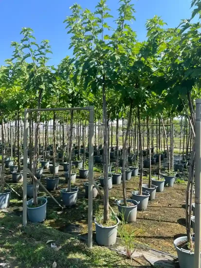 Mûrier platane sans fruit (Morus kagayamae) — Pot 30L Tige 12/14