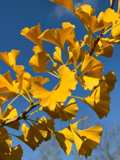 Arbre aux quarante écus 'Fastigiata gold flame'