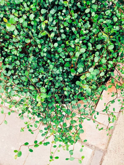 Muehlenbeckia, Plante fil de fer ou Wire Vine
