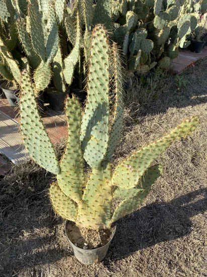Opuntia  linguiformis — Pot 5L