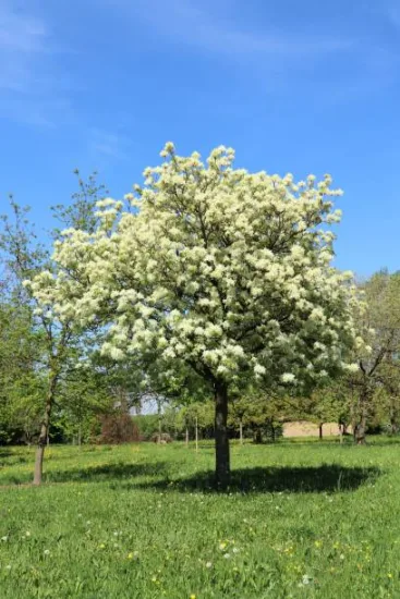 Frêne à fleurs