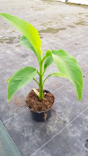 Bananier du Japon (Musa) — jeune plant aux grandes feuilles vertes en pot · Pot 2.5L