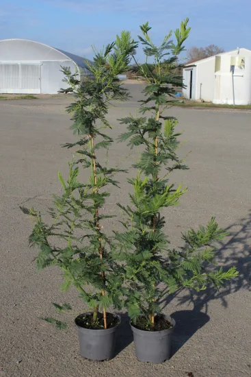Mimosa d'hiver 'Gaulois astier' — Pot 5L