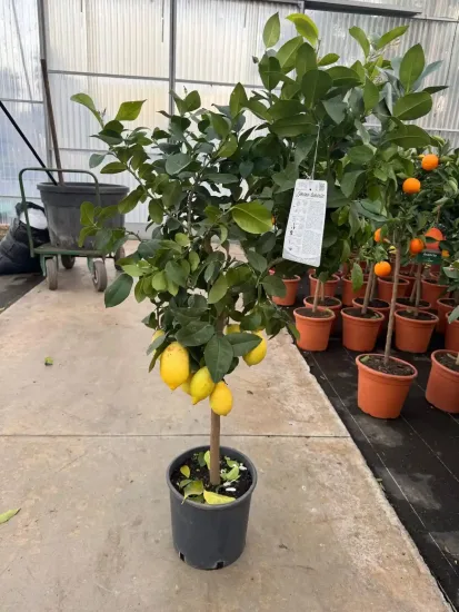 Citronnier 4 saisons — Pot 9L Tige
