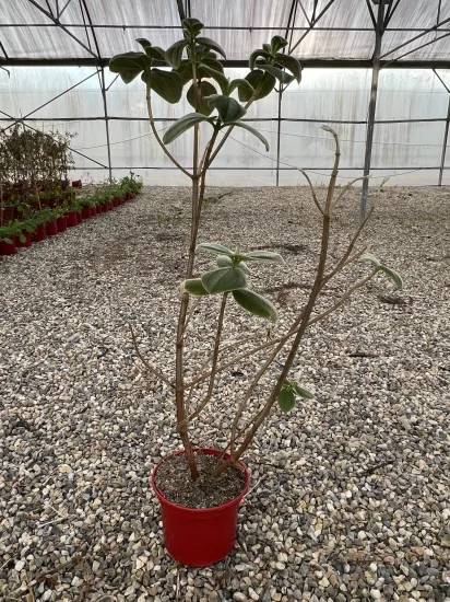 Lasiocampe 'Compacta' — Pot 4L