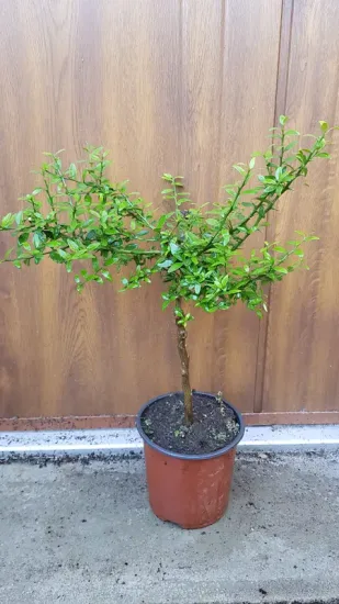 Citronnier caviar 'Rouge' (Citrus australasica) — jeune arbuste sur tige en pot noir · Pot 1.5L Tige