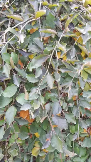 Hêtre commun 'Purpurea' (Fagus sylvatica) — branches retombantes couvertes de feuillage dense